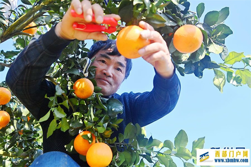 重慶酉陽特色農業拓寬村民“致富路”